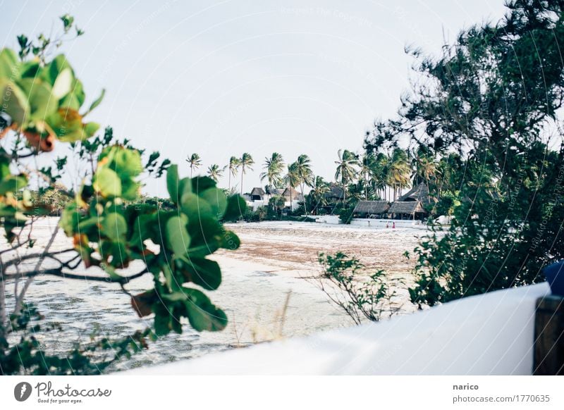 Zanzibar X Natur Landschaft Sand Wasser Sommer Schönes Wetter Sträucher Wildpflanze Palme Strand Meer Ferien & Urlaub & Reisen Afrika Tansania Sansibar Farbfoto