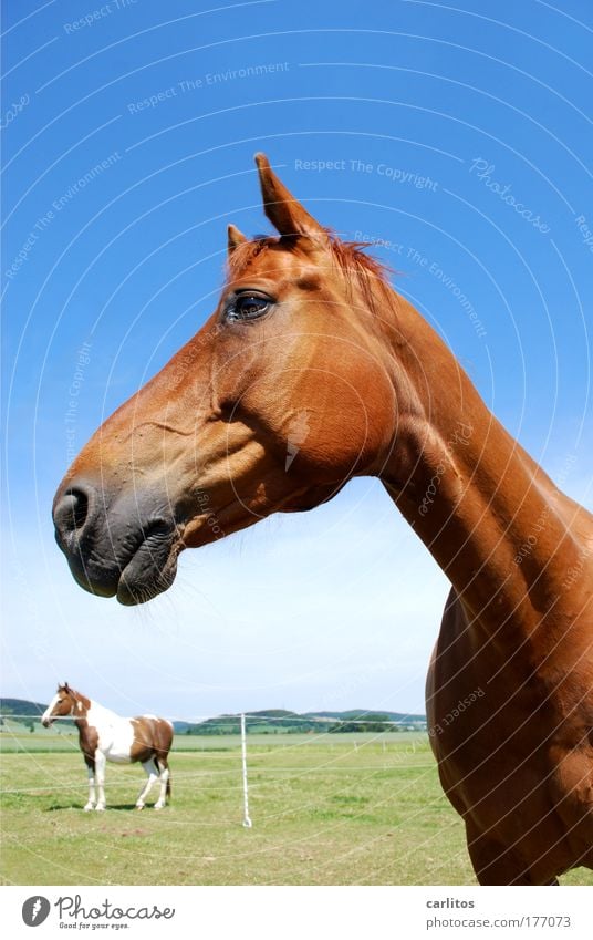 na Kleine ...... Weitwinkel Blick in die Kamera Froschperspektive harmonisch Reiten Freiheit Reitsport Pferd Fell Tier beobachten ästhetisch elegant