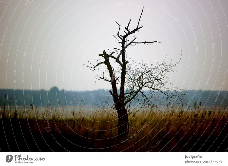 Baum am Bodden Farbfoto Außenaufnahme Umwelt Natur Landschaft Pflanze Gras Wiese Küste Seeufer Wachstum dunkel natürlich Stimmung Romantik ruhig Tod Einsamkeit