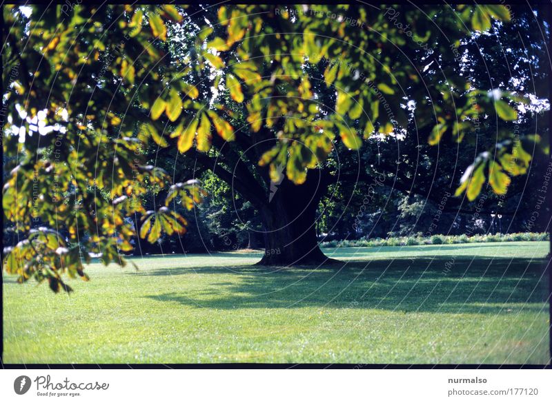 Frühherbst Farbfoto Morgen Spielen Freiheit Sightseeing Sommer Garten Joggen Umwelt Natur Landschaft Sonne Pflanze Baum Gras Blatt Kastanie Eiche Baumstamm Park