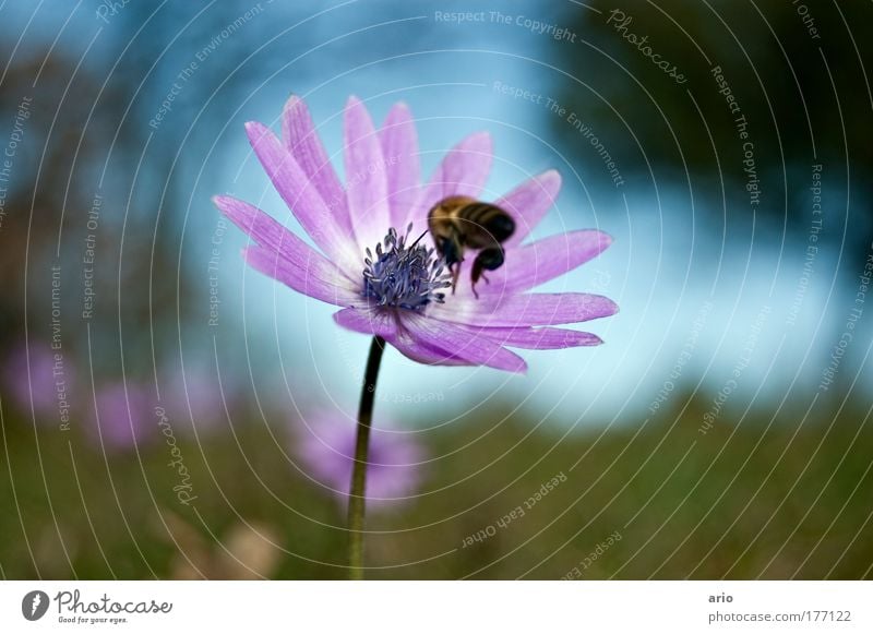 Landeanflug Farbfoto Außenaufnahme Nahaufnahme Tag Bioprodukte Natur Pflanze Tier Frühling Blüte Nutztier Biene 1 fliegen blau grün violett Ernährung