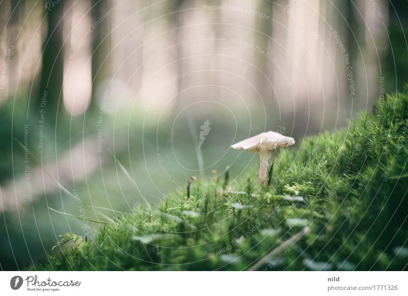 Pilz 2 Umwelt Natur Landschaft Pflanze Schönes Wetter Wald Wachstum braun grün schwammerlsuchen Pilzsucher Moos Waldboden Farbfoto Außenaufnahme Nahaufnahme