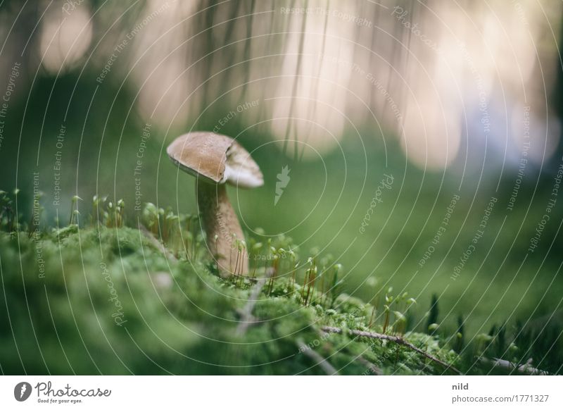 Pilz 1 Umwelt Natur Landschaft Pflanze Moos Wald Wachstum braun grün Pilzsucher Farbfoto Außenaufnahme Nahaufnahme Detailaufnahme Textfreiraum rechts Tag Abend