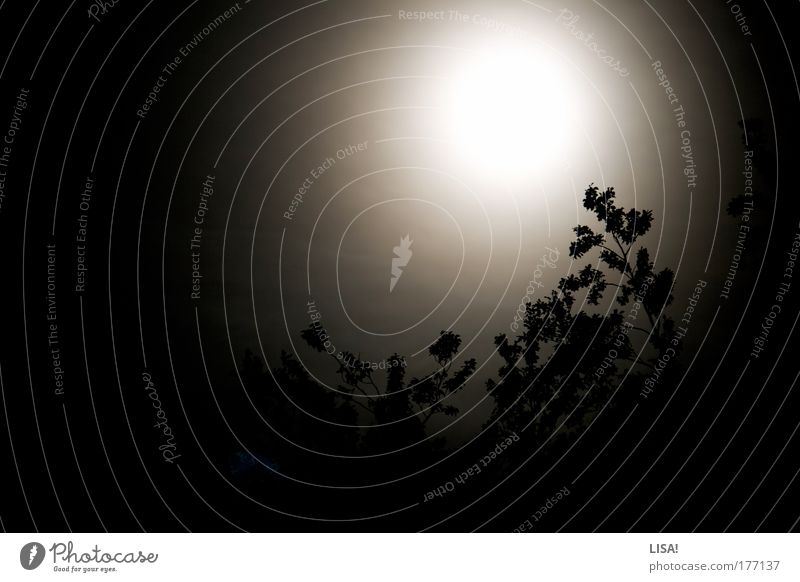 freitag nacht Farbfoto Gedeckte Farben Außenaufnahme Menschenleer Hintergrund neutral Nacht Licht Schatten Kontrast Silhouette Natur Pflanze Luft Himmel