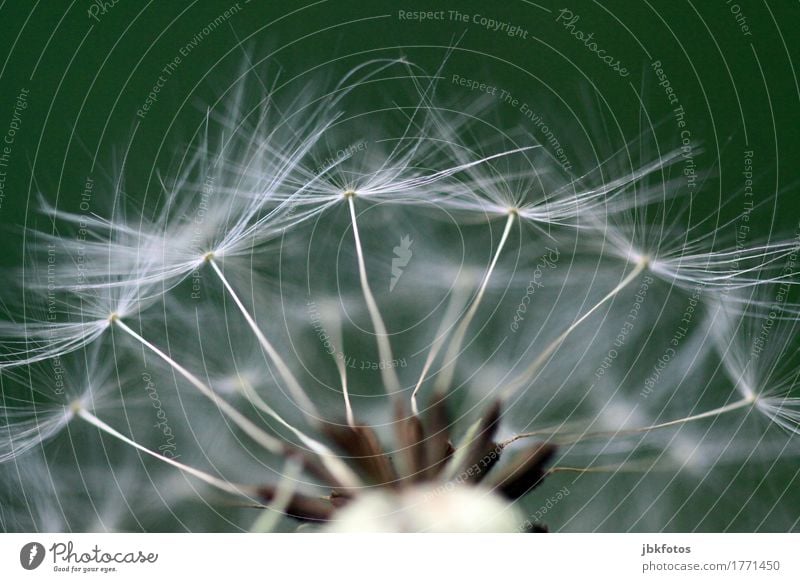 !!!Samenbank!!! Umwelt Natur Pflanze Blüte Grünpflanze Wildpflanze Löwenzahn Garten Park einzigartig Propeller grün zart Farbfoto Außenaufnahme Nahaufnahme