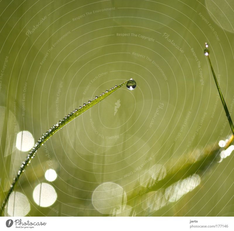 wunderland Farbfoto Außenaufnahme Nahaufnahme Detailaufnahme Makroaufnahme Menschenleer Morgen Morgendämmerung Licht Schatten Starke Tiefenschärfe