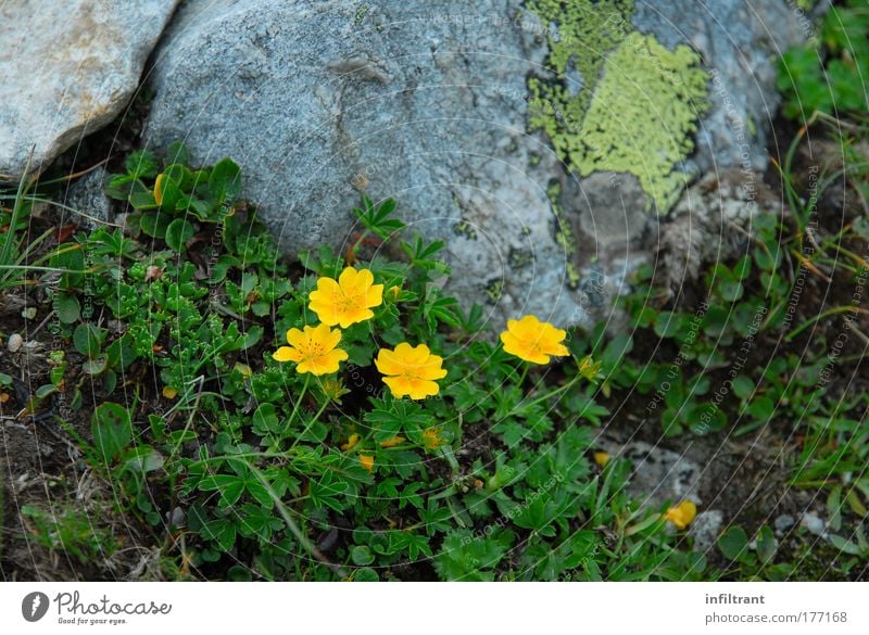 Blümchen Farbfoto Außenaufnahme Nahaufnahme Menschenleer Textfreiraum oben Tag Schatten Starke Tiefenschärfe Froschperspektive Umwelt Natur Landschaft Sommer