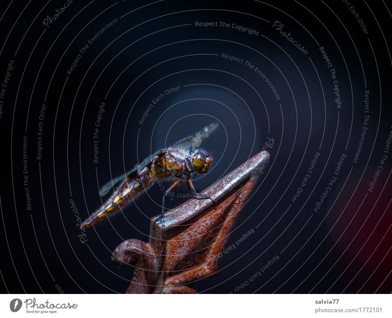 Spitzenplatz Umwelt Tier Wildtier Flügel Libelle Libellenflügel Insekt 1 Stahl Rost beobachten genießen Jagd ästhetisch oben achtsam Wachsamkeit Gelassenheit