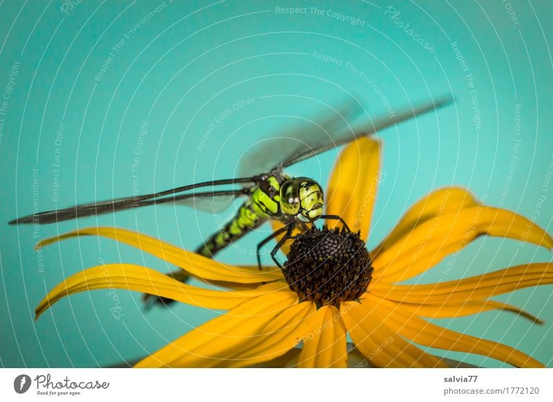 Flugpause Natur Pflanze Tier Sommer Schönes Wetter Blüte Wildtier Tiergesicht Flügel Libelle Libellenflügel 1 beobachten blau gelb grün Wachsamkeit ästhetisch