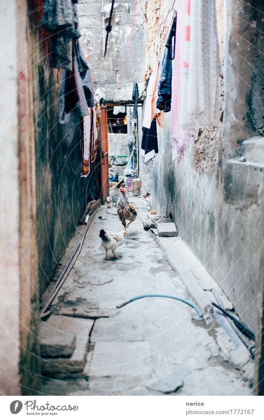 Zanzibar XV Dorf Stadt Stadtzentrum Stadtrand Haus Gebäude Mauer Wand Fassade Tür Bekleidung Stoff Tier Haustier Nutztier Haushuhn Hühnervögel Tansania Afrika