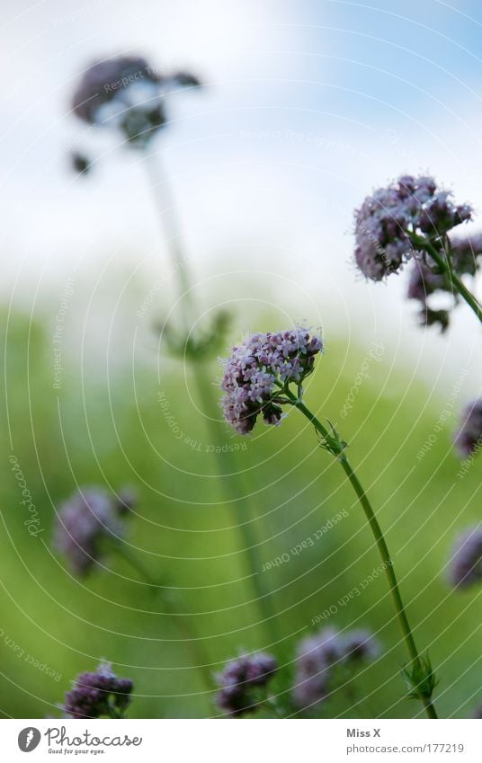 Namenlose Blume Farbfoto mehrfarbig Außenaufnahme Nahaufnahme Detailaufnahme Menschenleer Textfreiraum oben Morgen Tag Schwache Tiefenschärfe Zufriedenheit