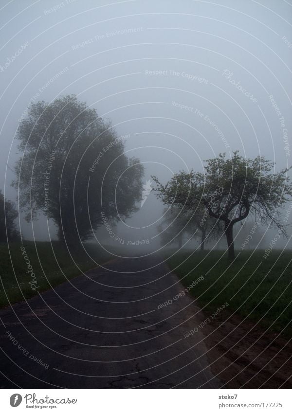 vernebelt Farbfoto Gedeckte Farben Außenaufnahme Menschenleer Morgen Morgendämmerung Silhouette Unschärfe Landschaft Nebel Baum Feld Straße Wege & Pfade dunkel