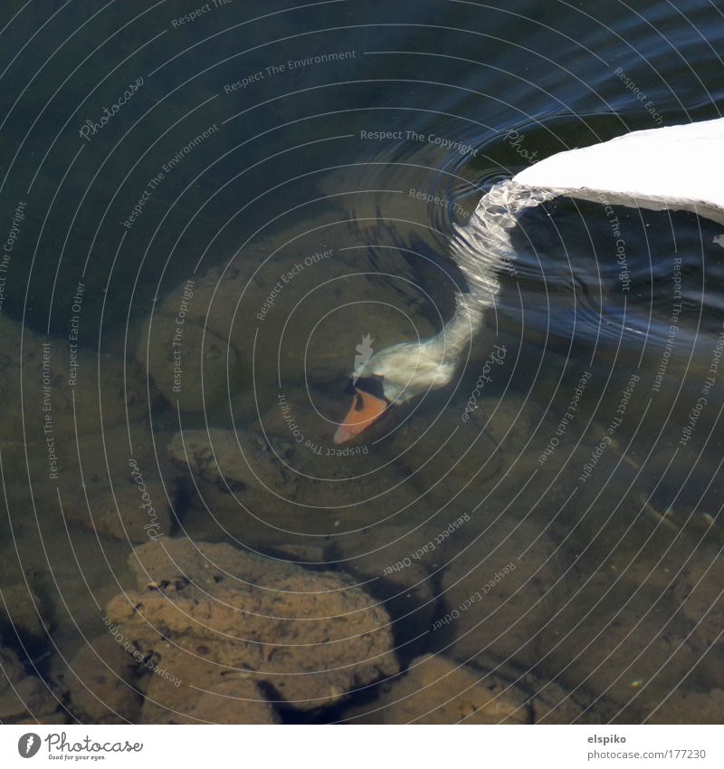 Flachseetaucher Farbfoto Außenaufnahme Menschenleer Tag Reflexion & Spiegelung Umwelt Natur Landschaft Wasser Park Felsen Küste Seeufer Tier Schwan 1 beobachten