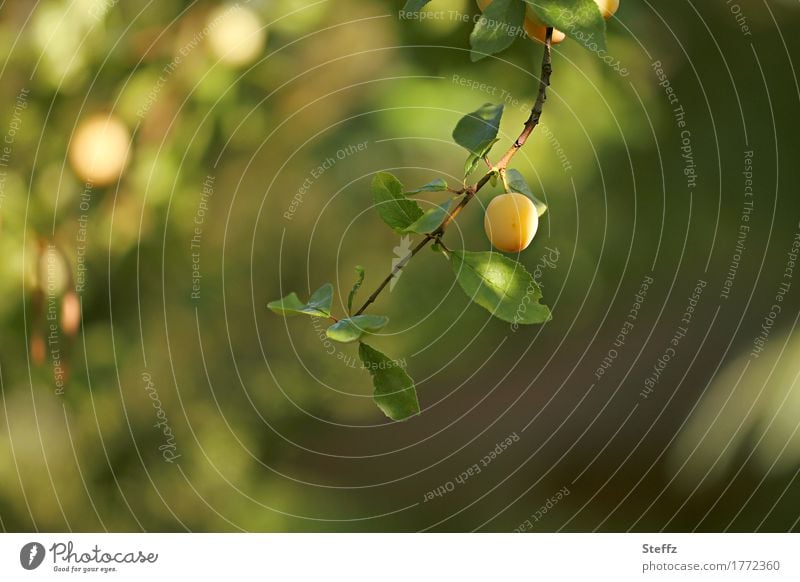 eine Mirabelle auf dem grünen Zweig Pflaume Obst Frucht Mirabellenbaum gelbe Pflaumen Pflaumenbaum Gartenobst Obstbaum Vorfreude Bio Bioobst organisch