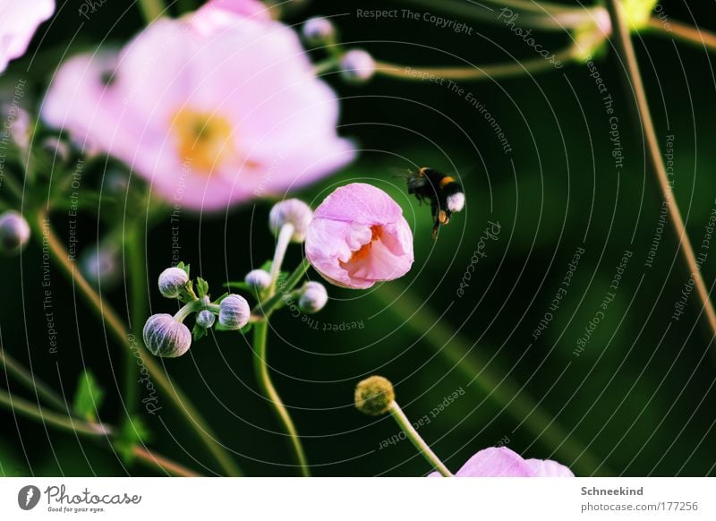 Landeplatz Farbfoto Außenaufnahme Detailaufnahme Menschenleer Textfreiraum rechts Tag Sonnenlicht Schwache Tiefenschärfe Zentralperspektive Umwelt Natur