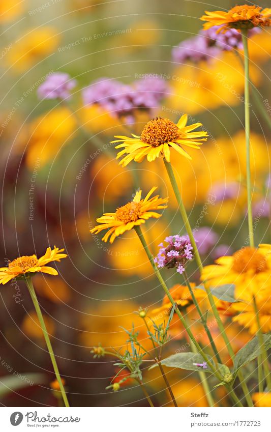 Sommerblumen im Sommergarten Gelbe Astern Verbena blühende Sommerblumen Sommerblumenbeet Sommerwärme Sommerfarben Orangefarben Blüten Blumen Sommergefühl