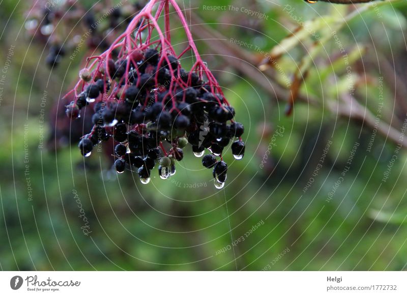 taufrisch Umwelt Natur Pflanze Wassertropfen Herbst Nebel Sträucher Wildpflanze Holunderbusch Holunderbeeren Wald hängen authentisch außergewöhnlich kalt nass