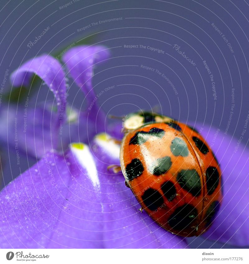 *200* lady bird´s purple dream Farbfoto Außenaufnahme Nahaufnahme Detailaufnahme Makroaufnahme Menschenleer Textfreiraum oben Reflexion & Spiegelung Unschärfe