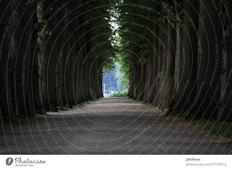 Sonnen"untergangs"allee Umwelt Natur Landschaft Sommer Schönes Wetter Pflanze Baum Garten Park Wiese Wald Zufriedenheit Schutz standhaft Ordnungsliebe Allee