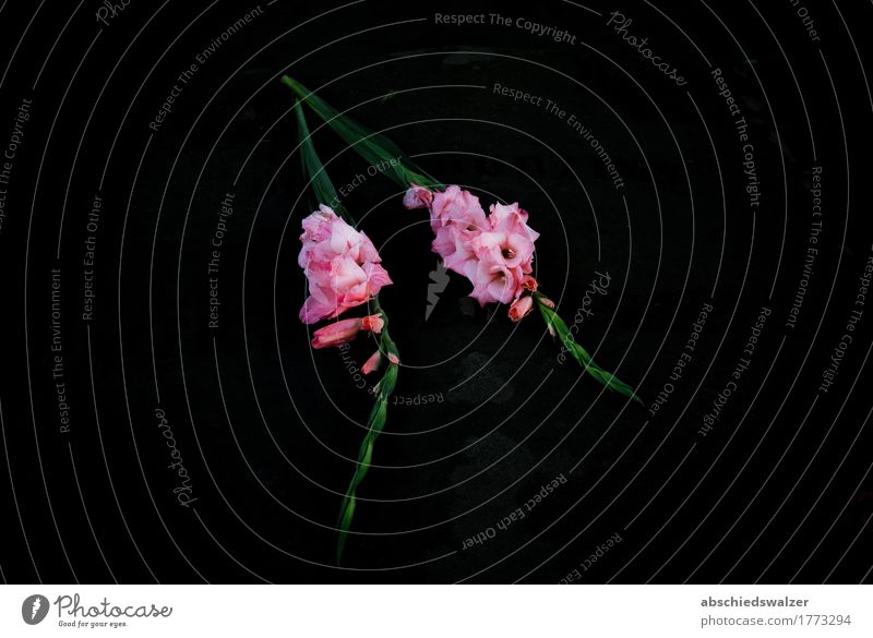 Flowers on the Grave Blume Blüte Gladiolen Grabstein Stein dunkel einfach kalt schön grün rosa schwarz ruhig Traurigkeit Trauer Tod Einsamkeit Ende