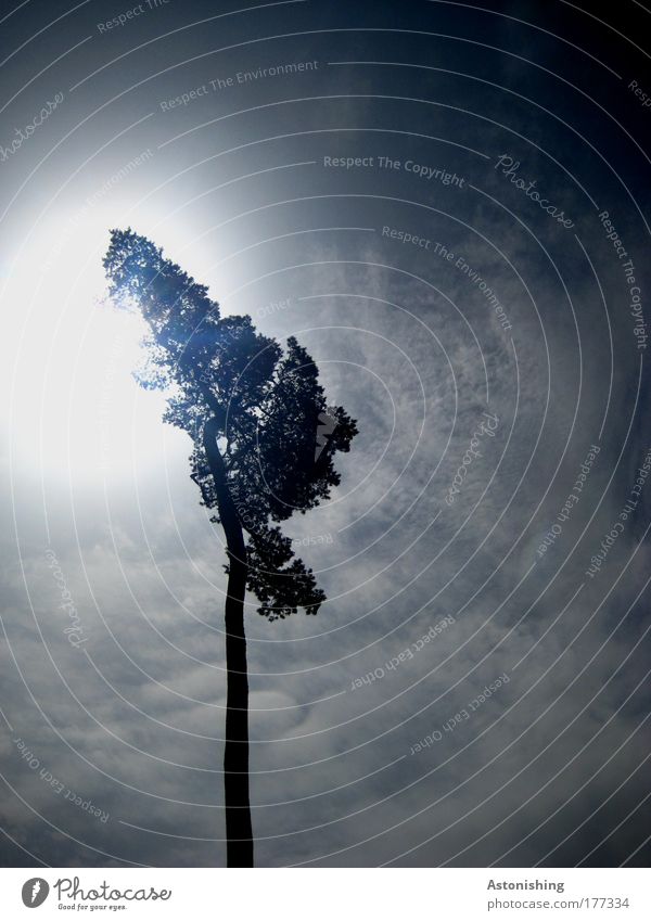 der Sonne entgegen Umwelt Natur Himmel Wolken Sonnenlicht Sommer Wetter Schönes Wetter Pflanze Baum leuchten dunkel hell hoch blau schwarz weiß Farbfoto