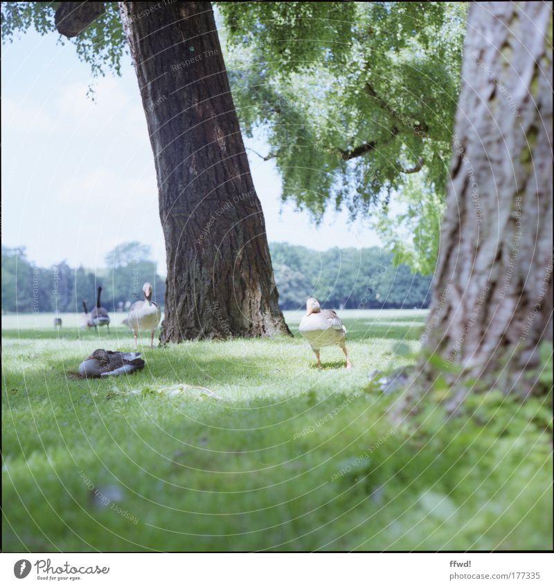 Gans entspannt Farbfoto Gedeckte Farben Außenaufnahme Tag Schwache Tiefenschärfe Froschperspektive Umwelt Natur Baum Gras Park Wiese Waldlichtung Tier Wildgans