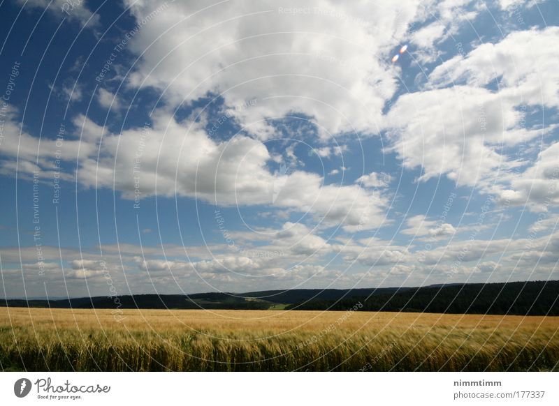 Kornfeld im Schwarzwald Farbfoto Außenaufnahme Menschenleer Textfreiraum links Textfreiraum rechts Textfreiraum oben Textfreiraum unten Textfreiraum Mitte Tag