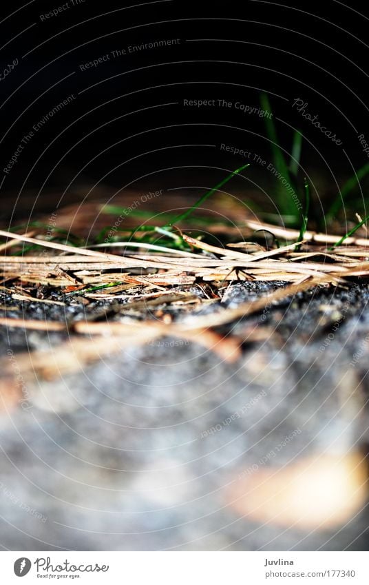 Unschärfe/Schärfe Farbfoto Außenaufnahme Nahaufnahme Textfreiraum oben Textfreiraum unten Abend Dämmerung Starke Tiefenschärfe Froschperspektive harmonisch