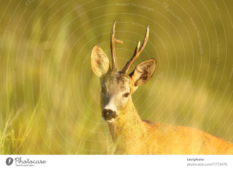 Porträt des wilden Rehbocks schön Spielen Jagd Sommer Frau Erwachsene Mann Natur Tier Gras Wiese Wald Pelzmantel natürlich niedlich braun grün Rogen Tierwelt