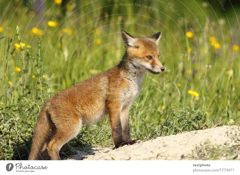 Red Fox Baby in der Nähe der Höhle schön Gesicht Umwelt Natur Tier Gras Pelzmantel Hund Tierjunges klein natürlich niedlich wild braun grün rot Schamlippen