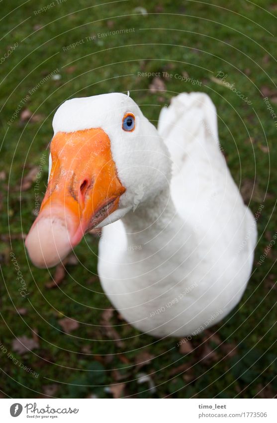 Blues Goose Tier Vogel 1 ästhetisch elegant schön Gans Auge blau Schnabel Farbfoto Außenaufnahme Nahaufnahme Tag Weitwinkel Tierporträt Blick