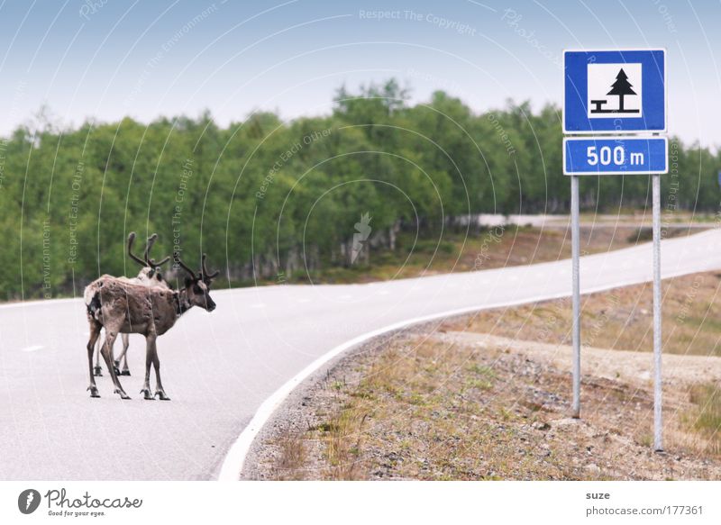 Ohne Rast und Ruh Abenteuer Expedition Umwelt Natur Landschaft Pflanze Tier Straße Wege & Pfade Verkehrszeichen Verkehrsschild Nutztier Wildtier Rentier 2