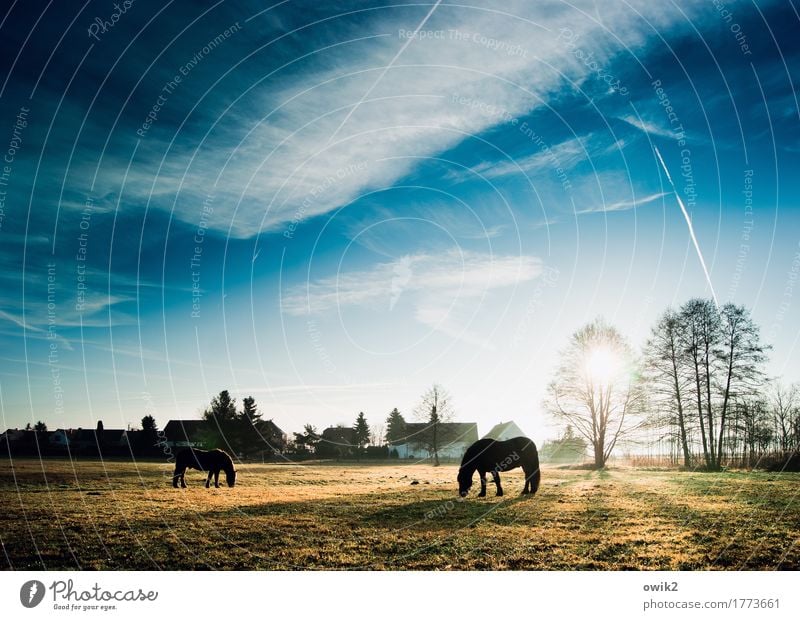 Endlich wieder Montag Umwelt Natur Landschaft Pflanze Tier Himmel Wolken Horizont Frühling Klima Schönes Wetter Baum Gras Wiese Weide Dorf Haus Pferd 2 Fressen