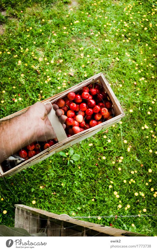 Obstkorb Freizeit & Hobby maskulin Hand Unterarm Umwelt Natur Pflanze Sommer Schönes Wetter Gras Kirsche Korb festhalten Leiter Leitersprosse Frucht Ernte