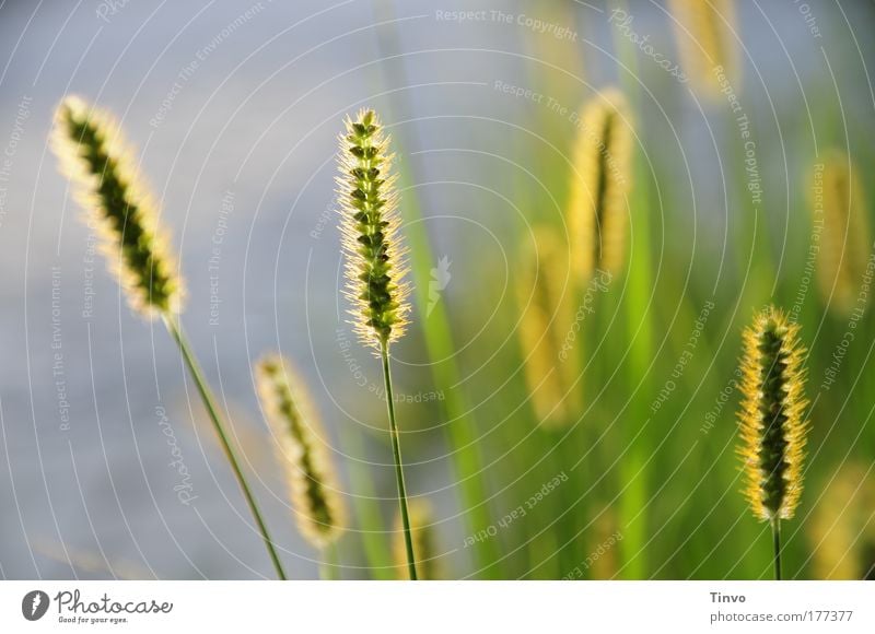 das letzte Tageslicht Farbfoto Außenaufnahme Nahaufnahme Abend Schatten Kontrast Sonnenlicht Gegenlicht Umwelt Natur Pflanze Sommer Gras Sträucher Grünpflanze