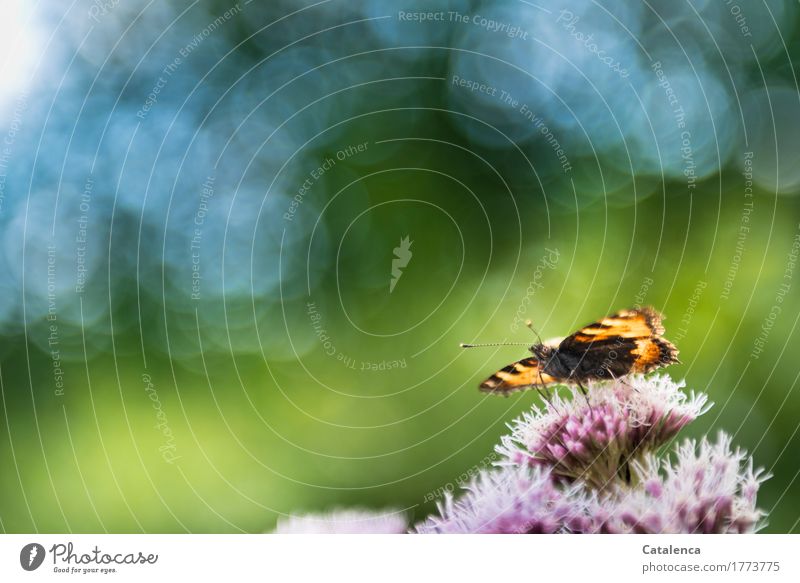 Startklar ist der Schmetterling Natur Himmel Sommer Pflanze Blüte Waldrand Tier Wildtier Insekt 1 beobachten fliegen ästhetisch blau grün orange rosa schwarz