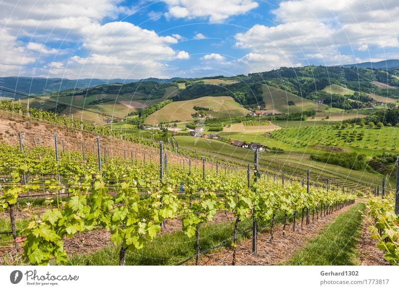 Weinberg in der Ortenau bei Oberkirch/Schwarzwald Tourismus Ausflug Fahrradtour Berge u. Gebirge wandern Natur Feld Erholung ruhig Freizeit & Hobby