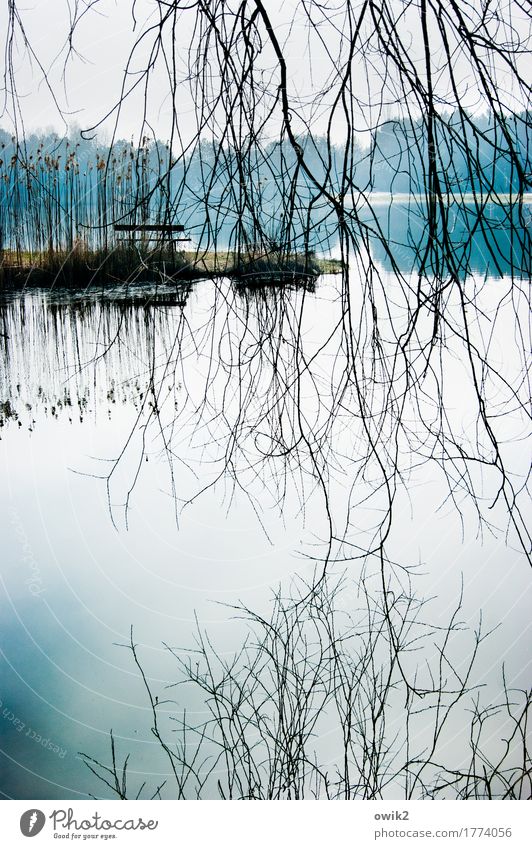 Verhangen Umwelt Natur Landschaft Pflanze Wasser Himmel Horizont Baum Wildpflanze Zweig Teich See hängen dünn authentisch hell viele ruhig Sehnsucht Fernweh