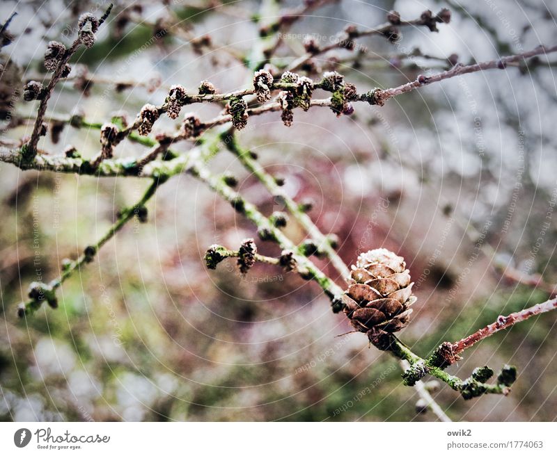 Wintergarten Umwelt Natur Landschaft Pflanze Eis Frost Sträucher Wildpflanze Konifere Zweige u. Äste Zapfen Garten Wachstum dünn authentisch fest kalt Farbfoto