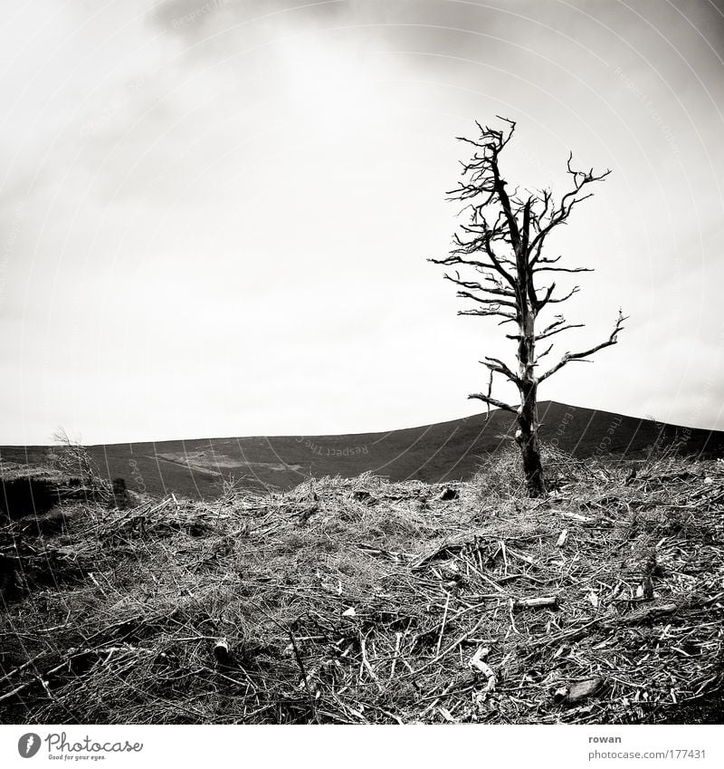 überlebender Schwarzweißfoto Außenaufnahme Tag Landschaft Pflanze Baum Sträucher Felsen Berge u. Gebirge bedrohlich dunkel gruselig kalt trocken Schmerz