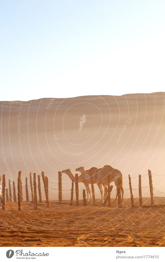 y Viertel der Wüste ein freies Gesicht Ferien & Urlaub & Reisen Tourismus Safari Natur Tier Sand Himmel Hügel heiß wild braun grau schwarz weiß Asien Arabien