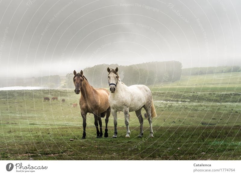 Freundschaft Reiten Natur Landschaft Pflanze Tier Himmel Sommer Nebel Eukalyptuswald Wiese Wald See Pferd 2 beobachten ästhetisch Geschwindigkeit schön braun