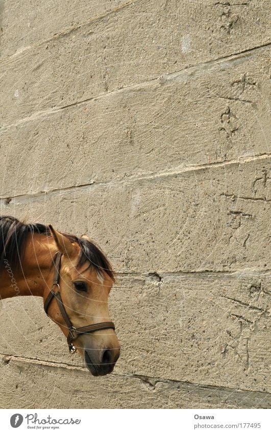 Pferd Kopf Pferdekopf Tier Säugetier Fell Mähne Geschirr Halfter Wand Mauer Beton Zement grau Hochformat Textfreiraum oben Textfreiraum rechts Außenaufnahme Tag