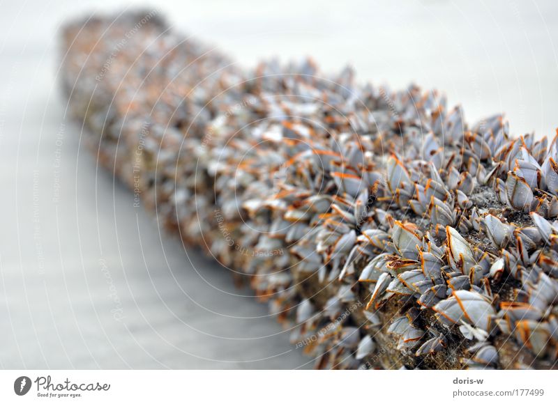 mussels Außenaufnahme Nahaufnahme Menschenleer Tag Starke Tiefenschärfe Ferien & Urlaub & Reisen Sommer Strand Meer Insel Wellen Natur Landschaft Tier Sand