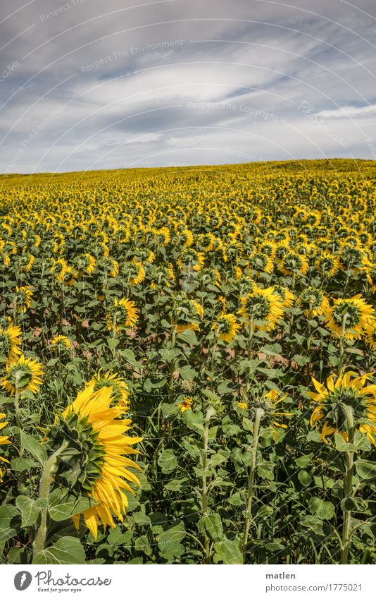 zum wegschauen Landschaft Pflanze Himmel Wolken Gewitterwolken Horizont Herbst Wetter schlechtes Wetter Feld Unendlichkeit gelb grau grün weiß Sonnenblume