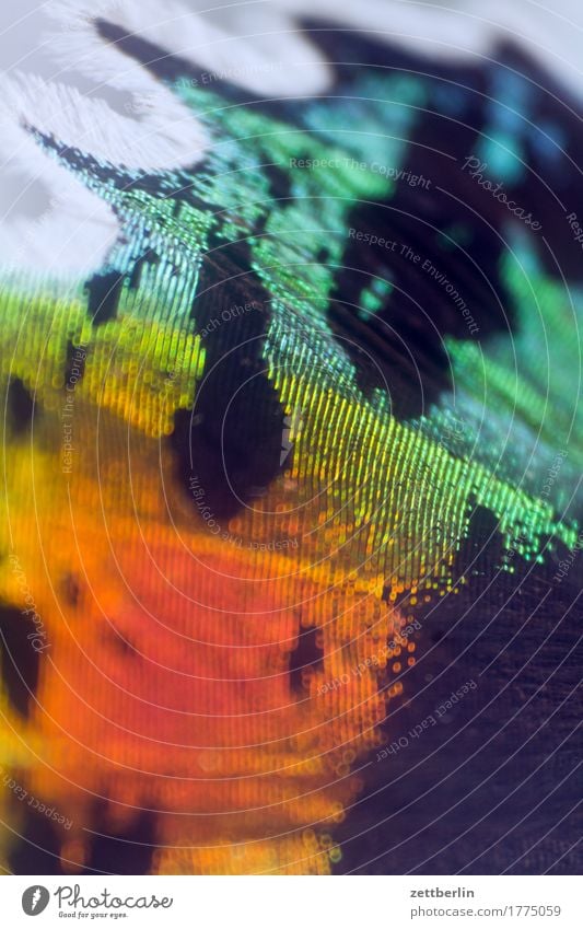 Schmetterling mehrfarbig exotisch Farbe Farbstoff Flügel prächtig Urwald tropisch Zeichnung Farbmittel Farbfleck Farbenspiel spektral Regenbogen