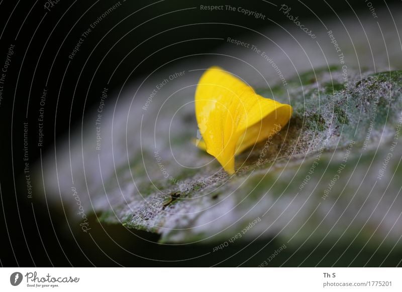 Sommer Natur Pflanze Frühling Blatt Blühend verblüht ästhetisch authentisch Duft einfach elegant natürlich gelb grün schwarz Gelassenheit geduldig ruhig