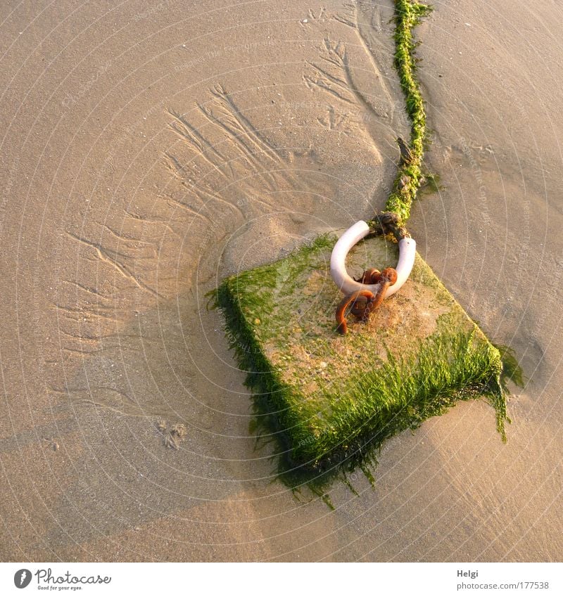 moosbewachsener Festmacher am Sandstrand Farbfoto Gedeckte Farben Außenaufnahme Detailaufnahme Menschenleer Textfreiraum links Textfreiraum oben Abend Schatten