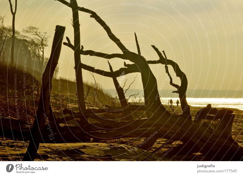 Weststrand Farbfoto Außenaufnahme Tag Abend Ferien & Urlaub & Reisen Tourismus Strand Meer Mensch 2 Umwelt Natur Landschaft Pflanze Baum Küste Ostsee dunkel