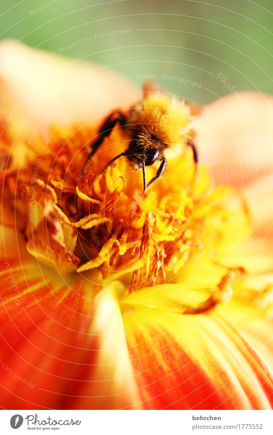 wintervorrat Natur Pflanze Tier Sommer Schönes Wetter Blume Blatt Blüte Garten Park Wiese Wildtier Biene Tiergesicht Flügel 1 beobachten Blühend Duft fliegen